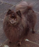 Kody in the snow