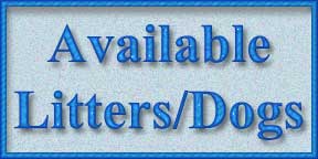 Available Dogs and Puppies