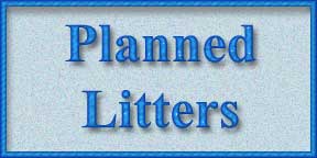 Planned litters