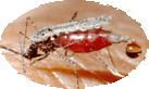 mosquito species complex