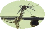 malaria & Anopheles mosquitoes