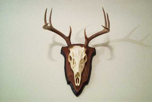 [Image: 

Whitetail Mount]