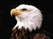 �guia americana