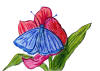 Butterfly.jpg (44899 bytes)