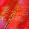 Feather.jpg (18921 bytes)