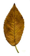 Leaf.jpg (9549 bytes)