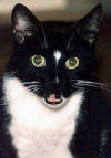 Mean-Ole-Pusskins.jpg (16119 bytes)