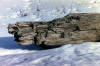 log-in-snow.jpg (30182 bytes)