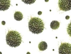 Virus Inform�ticos