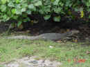 Dsc00650.jpg (60839 bytes)