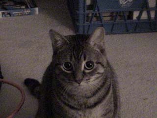 Cleo