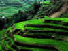 nature11.jpg (86955 bytes)