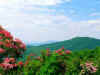 nature15.jpg (58151 bytes)