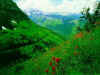 nature9.jpg (70260 bytes)