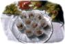 Os nossos doces de nozes s�o feitos com nozes selecionadas. N�o colocamos aditivos. S�o nozes mesmo...
