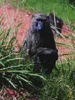 A BABOON IN BUSITEMA IN EASTERN UGANDA