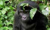 A BABY GORRILA IN THE BWINDI IMPENETRABLE FORESTS