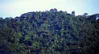 THE BWINDI IMPENETRABLE FORESTS