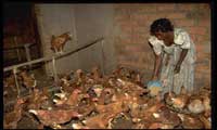A SMALLHOLDER CHICKEN FARM