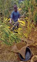 A YOUNG MAN PICKING RIPE COFFEE BERRIES 