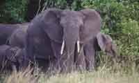 A HEARD OF ELEPHANTS IN QUEEN ELIZABETH NATIONAL PARK