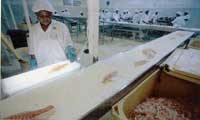A FISH PROCESSING PLANT NEAR ENTEBBE