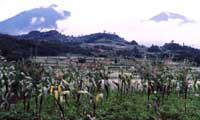 PEASANT FARMS NEAR THE MUFUMBIRA VOLCANIC MOUNTAINS IN SOUTHERN UGANDA