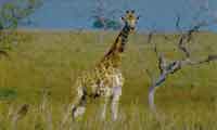 A GIRAFFE IN ONE OF THE NATIONAL PARKS