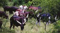 COWS GRAZING IN WESTERN UGANDA