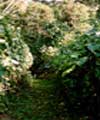 THE THICK KIBALE FOREST
