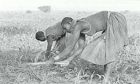 WOMEN TILL THE LAND WITH HAND HOES IN NORTH EASTERN UGANDA