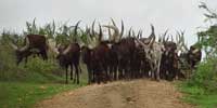 ANKOLE LONGHORN COWS