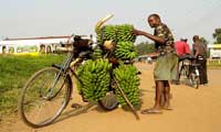 TRANSPORTING MATOOKE(BANANA PLANTAIN) TO THE MARKET
