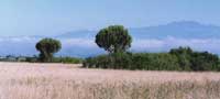 THE RUWENZORI MOUNTAINS CUT THE SKYLINE IN THE DISTANCE