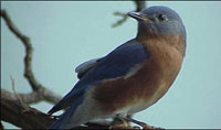 A BIRD IN FOCUS; ONE OF THE MANY SPECIES OF BIRDS IN UGANDA