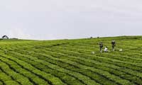 A TEA PLANTATION NEAR JINJA TOWN