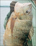  A FISHERMAN DISPLAYS  THE FAMOUS TILAPIA 