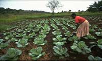 A COMMERCIAL VEGETABLE GARDEN