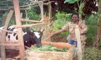 ZERO GRAZING NEAR MUKONO IN CENTRAL UGANDA