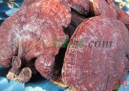 jamur lingzhi3 200x142 Kisah Sukses Pengusaha Jamur