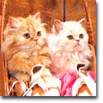 meong