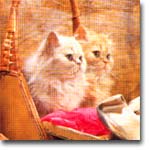 meong