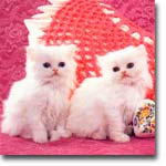 meong