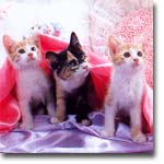 meong