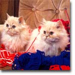 meong