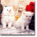 meong