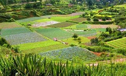 Crops in Chirijuyu, Guatemala