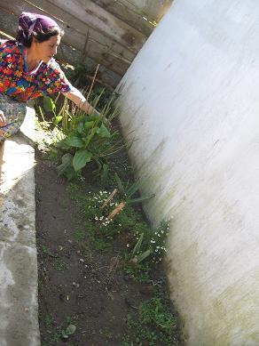 Medicinal plants garden