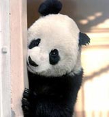 Come and visit my pandas collection