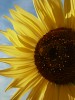 Bear Creek sunflowers